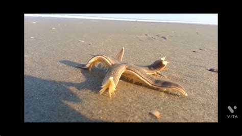 Starfish Walking On The Beach Youtube