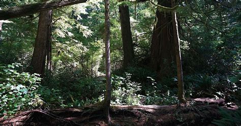 Big Tree Trail Explore The Beauty Of Meares Island Bc 10adventures