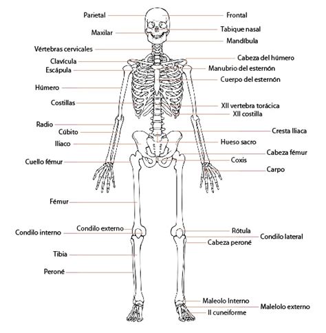 Los Nombres De Todos Los Huesos Del Cuerpo Humano