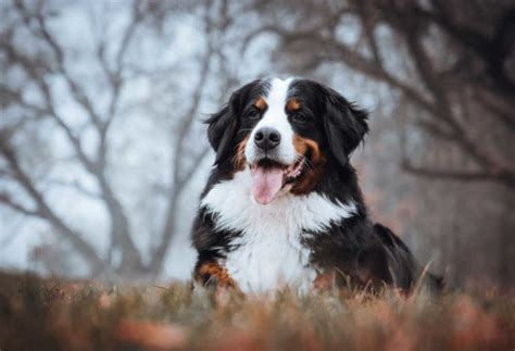 9 Large Dog Breeds With Long Hair