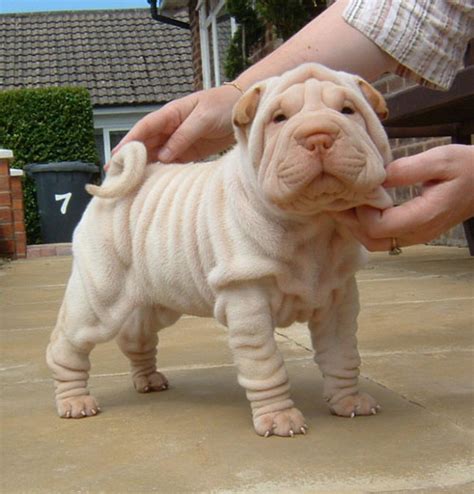 Top 10 Cutest Shar Pei Puppies Cute N Tiny