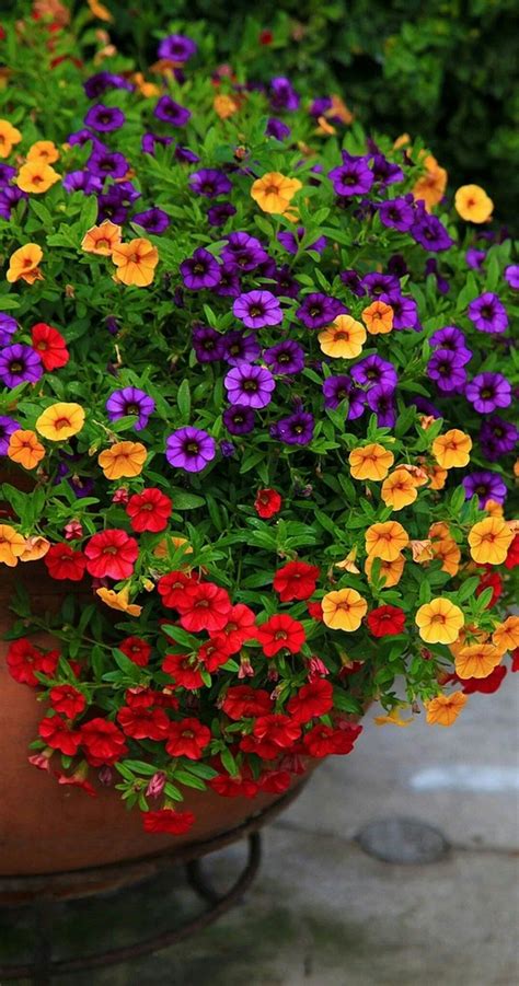 Simple Summer Container Garden Flowers And Formula 36 Container