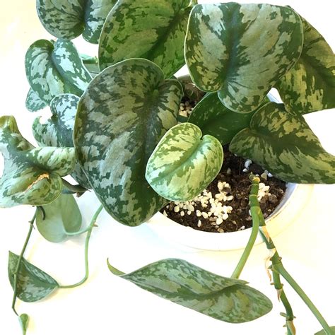 The next difference is the size of the leaf. Plant - Satin Pothos Scindapsus Pictus Silvery Ann ...