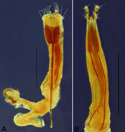 Hovorestenia Cleideae Sp Nov Female A Terminalia Ventral B