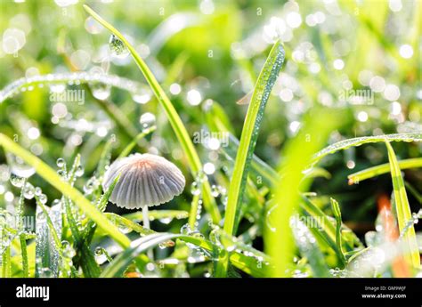 A Morning Mushroom Dew Drops And Grass Stock Photo Alamy