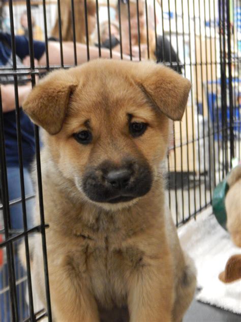 He lost his dad and everything he ever knew. Ellie is a Chow/Labrador mix puppy, born on March 1. She has brothers and sisters also available ...