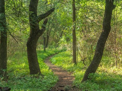 Small Dirt Path Through Lush Green Forest Stock Photo Image Of
