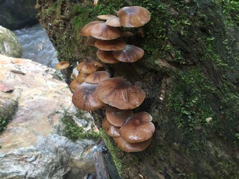 A Group Of Medium Sized Brown Mushrooms Growing On An Old Log Filled