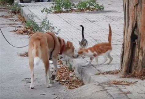 Rescue Dog Helps Feed 30 Stray Cats Every Day And Saves Their Lives