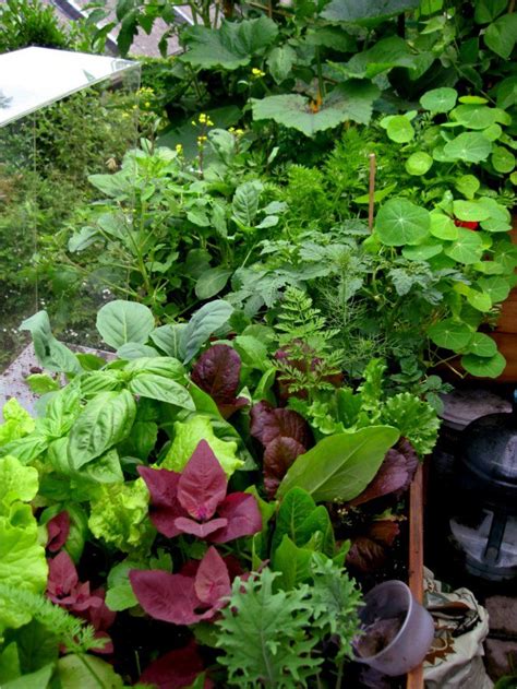Edible Beauty Mixed Salad Shade Garden Horticulture Therapy