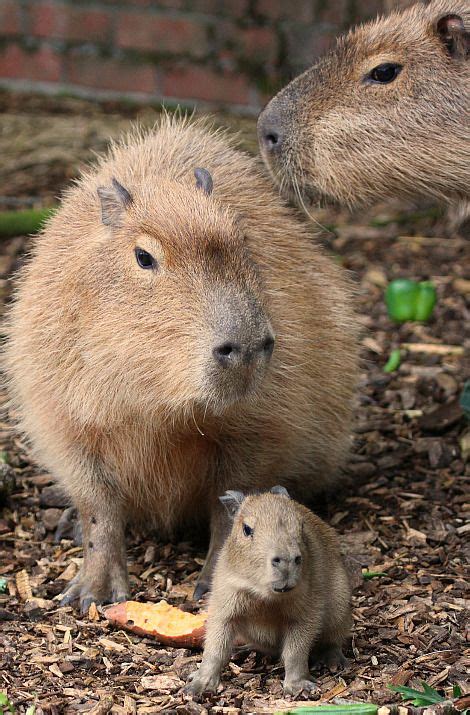 The Worlds Largest Rodent Species The Capybara Sometimes Called The