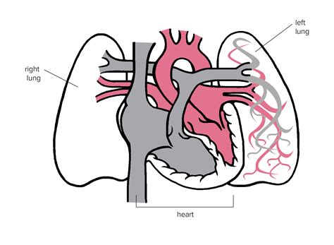 Heart And Lungs Diagram Simple Diagramaica Images And Photos Finder