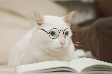 Premium Photo Cute Business Cat Wearing Glasses Reading Book White
