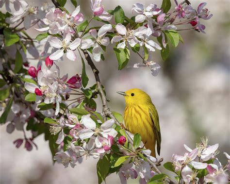 Birds N Blooms Signs Of Spring