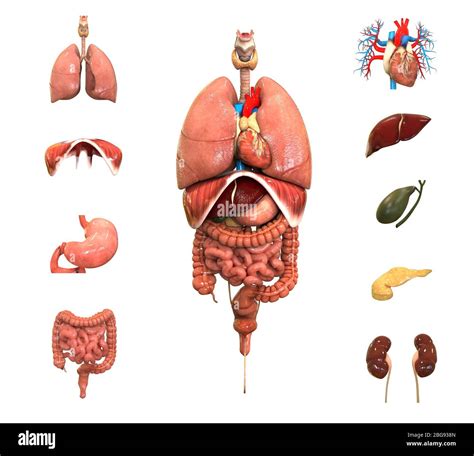 El cuerpo humano completo y sus organos fotografías e imágenes de alta resolución Alamy