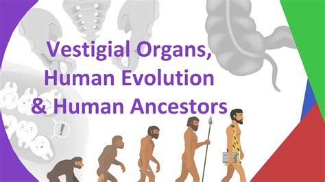 Vestigial Organs Human Evolution And Human Ancestors Iblib Educations