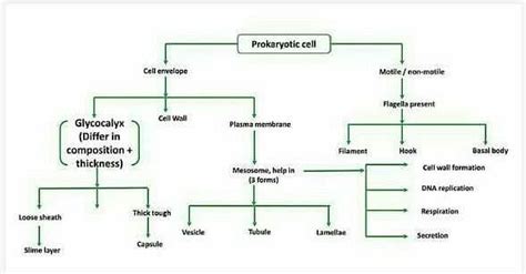 Flowchart On Prokaryotic Cell Edurev Neet Question