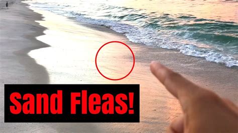 How To Spot Sand Fleas Pest Phobia