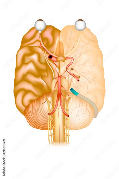 Base Of The Brain The Cranial Nerves Cerebral Arterial Circle Vector