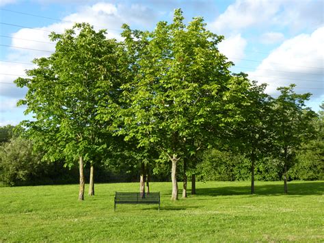 Filewinnersh Meadows Trees