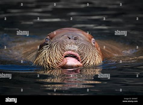 Walrus High Resolution Stock Photography And Images Alamy