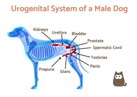 Why Does My Dog Have Swollen Testicles Causes And Treatment Of