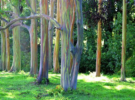 Rainbow Eucalyptus Trees Photograph By Angelina Hills