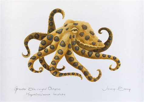 Blue Ringed Octopus Scientific Illustration Art Lovers Australia