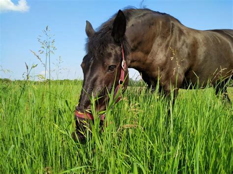 Beautiful Black Horse Eating Grass In The Field Pasture Stock Image