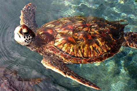 Image Result For Green Sea Turtle Shell Largest Sea Turtle Ocean