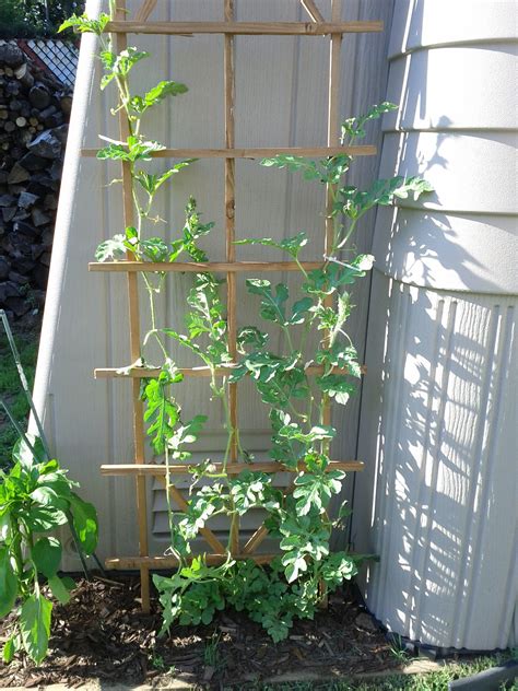 Growing Watermelons Vertically How To Grow Watermelon Vertical