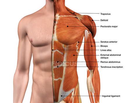 Muscles of the chest enable us to lift, extend, and rotate our arms, along with playing a part in the process of respiration. Male anterior thoracic wall chest muscles labeled on white ...