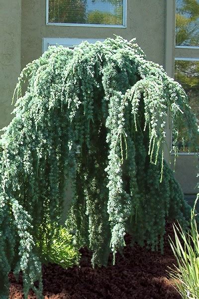 Buy Weeping Blue Atlas Cedar Free Shipping 2 Gallon Size Trees For