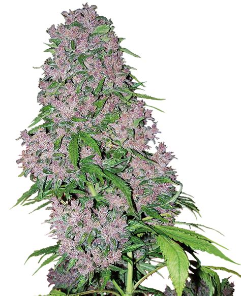Top 5 Purple Cannabis Seeds