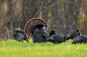 Image result for turkey hunting