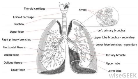 Lung Diagrams 101 Diagrams