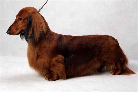 Westminsters Best Of Breed Westminster Dog Show Dachshund Dog Tiny