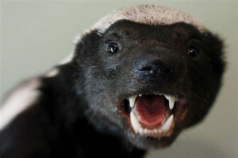 Honey Badger Bizarre Beast Battles Wiki Fandom
