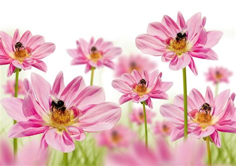 High Resolution Flower Wallpapers Top Free High Resolution Flower