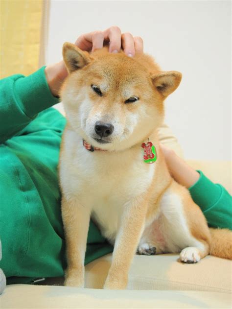 Doge Dog Images Galleries With A Bite