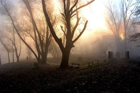 Sunrise In A Foggy Park By Mario Fumagalli Image Abyss