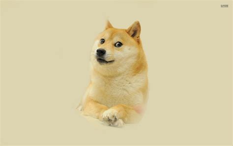 Doge Meme Wallpaper Wallpapersafari