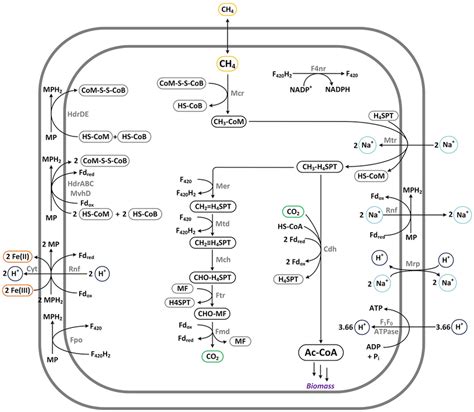 Pathways For Anaerobic Methane Oxidation Via Activation To