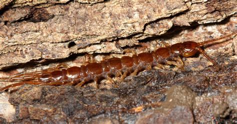 Stone Centipede Order Lithobiomorpha North American Insects And Spiders