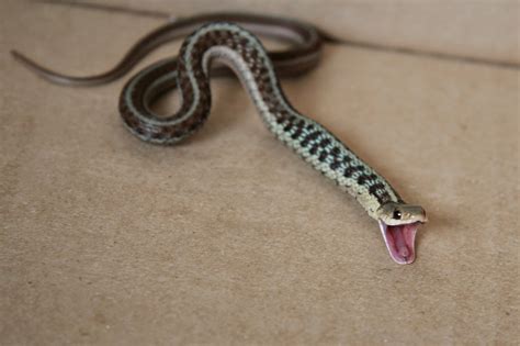 Teetoo Feisty Little Snake