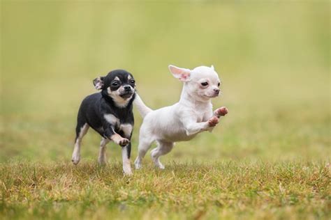 Chihuahua Dog Running By Purple Collar Pet Photography Chihuahua