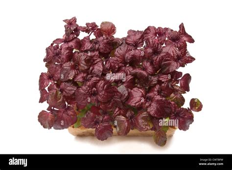 Shiso purple cress ready to eat Stock Photo: 50323053 - Alamy