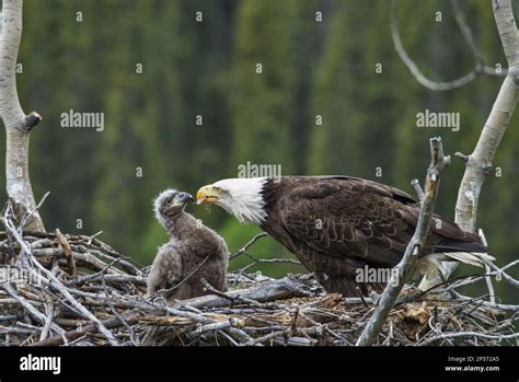 Bald Eagle Haliaeetus Leucocephalus Adult With Chick Feeding At Nest