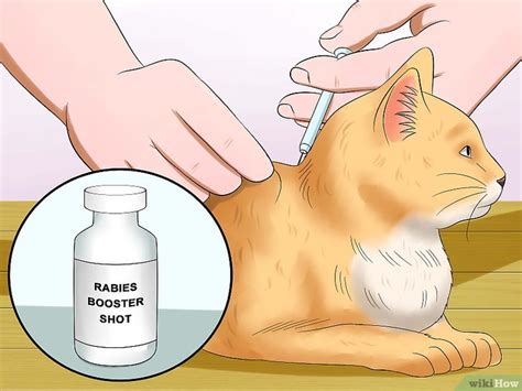 How To Know If A Cat Has Rabies