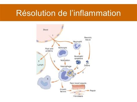 Cours 5 Inflammation Partie 1
